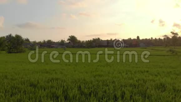 日落时美丽稻田的空中拍摄东南亚概念旅行视频的预览图