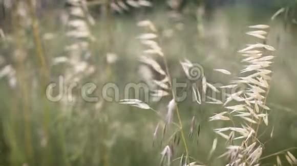 在草地上随风而动的耳朵视频的预览图