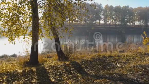 秋天河上的桦树视频的预览图