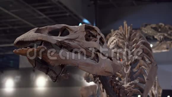 古生物博物馆中的鬣蜥恐龙骨架视频的预览图