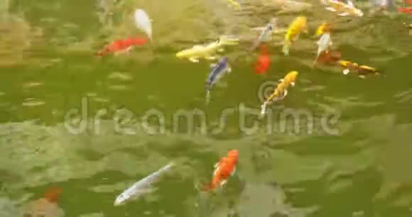 许多鲤鱼在池塘里游泳上景视频的预览图