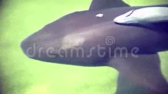 迈阿密海滩柠檬鲨视频的预览图
