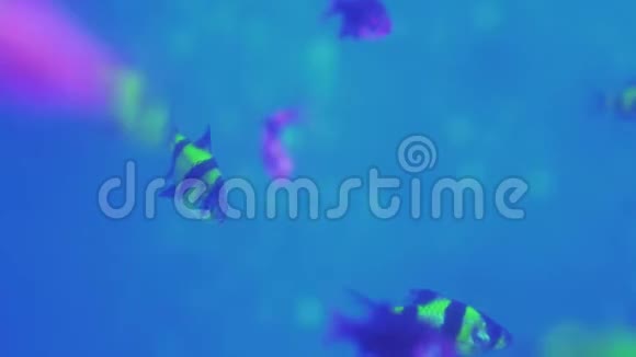 绿橙黄霓五颜六色的荧光球鱼金鱼在水族馆里视频的预览图
