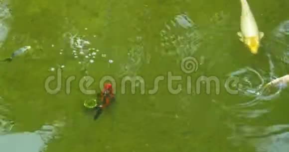 在有气泡的人工池塘里游泳的五颜六色的鱼的俯视图视频的预览图