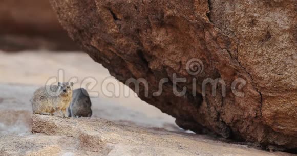 在纳米比亚的4k山岩上岩石海拉克斯正在行走和坐着视频的预览图