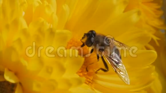 一朵花上的蜜蜂田野里的一只活跃的蜜蜂在黄花上收集花粉视频的预览图