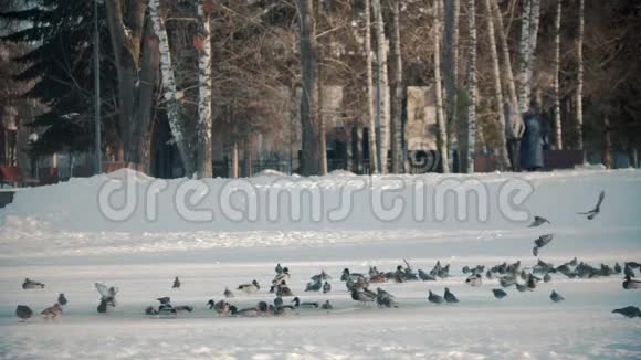 俄罗斯冬季鸭子正从池塘里飞走视频的预览图