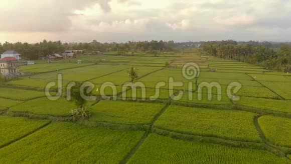 日落时美丽稻田的空中拍摄东南亚概念旅行视频的预览图