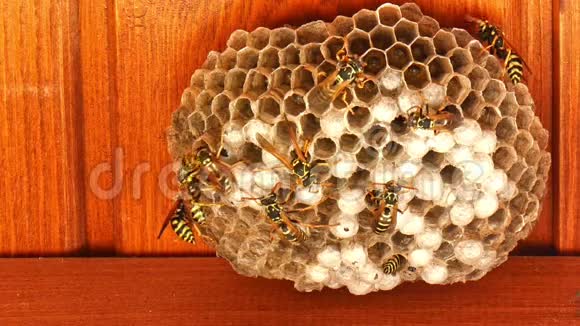 密切黄蜂与蜂巢中其他黄蜂的通讯视频的预览图