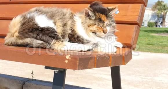 一只猫躺在户外的木凳上视频的预览图