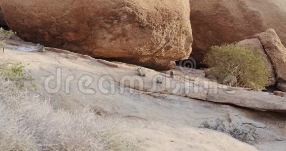 纳米比亚美丽的动物群岩石上的海象坐在岩石上埃隆戈4k视频的预览图