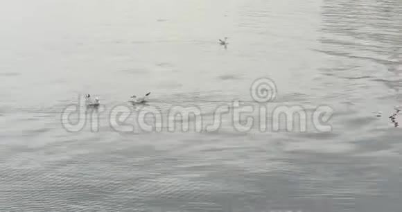 雨滴落下海鸥在雨季的海水上游泳视频的预览图