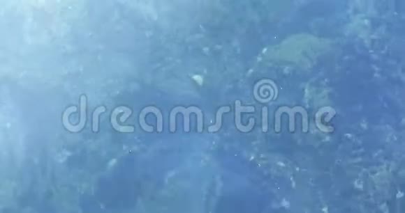 晴天在海水下漂浮或游泳的水母上景视频的预览图