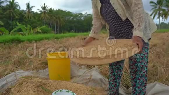 农民们把稻粒和茎分开水稻收获视频的预览图