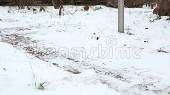 从雪中的瓷砖上清洗轨道特写镜头紫色铲子和女腿穿牛仔裤和勃艮第靴视频的预览图