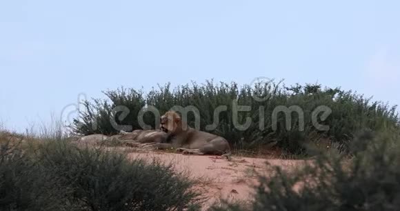 在卡拉哈里休息狮子南非野生动物狩猎视频的预览图