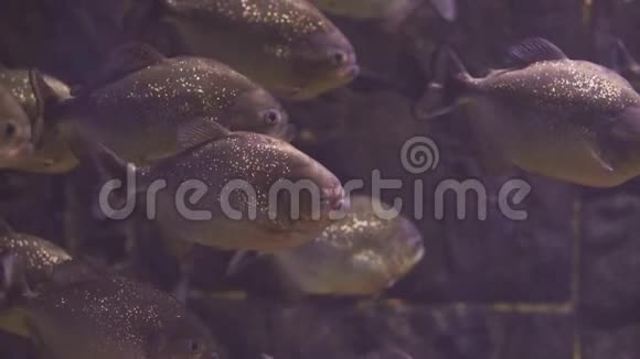 一群掠夺性的鱼在水下食人鱼水下风景中的几条鱼靠近一条鱼游泳参观视频的预览图