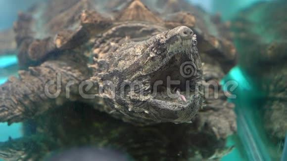 鳄鱼在博物馆的鱼缸里抓海龟慢镜头视频的预览图