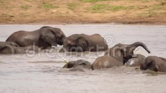 大象在河里洗澡视频的预览图