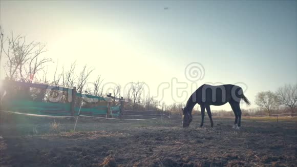 美丽的纯种马在草地上放牧吃草动物护理马和人的概念视频的预览图
