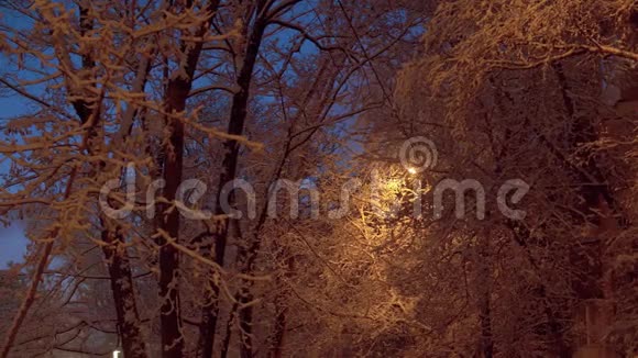 夜里白雪覆盖着树枝视频的预览图