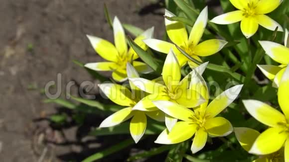 图利帕塔达在花坛中盛开的野生郁金香美丽的黄泉花关闭录像视频的预览图