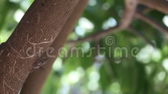 唱歌的蝉树干上的蝉科昆虫快关门视频的预览图