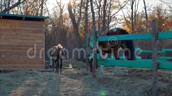 宝贝斯塔利昂带着一匹马走在他妈妈旁边动物护理概念马和人的夏天视频的预览图