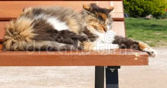 一只猫睡在长凳上然后引起注意它醒了视频的预览图
