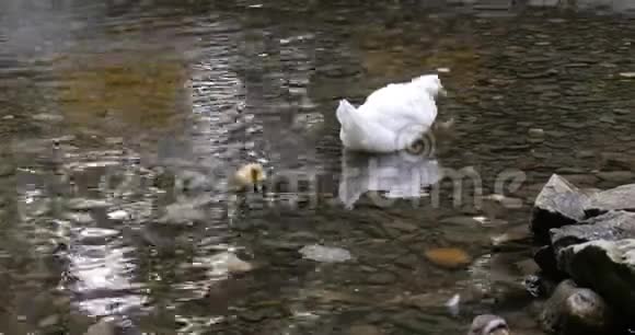 白鸭在池塘上清理羽毛小鸭子在水里游泳视频的预览图