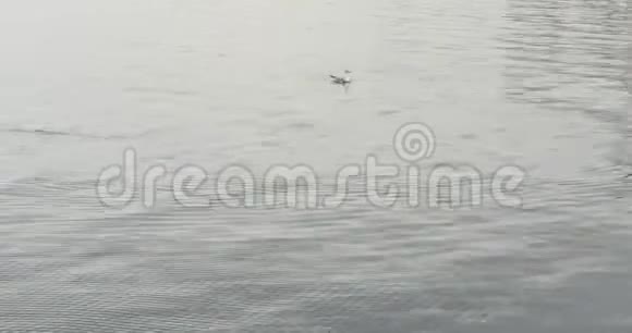 游泳海鸥和雨滴落到大海或湖水上视频的预览图