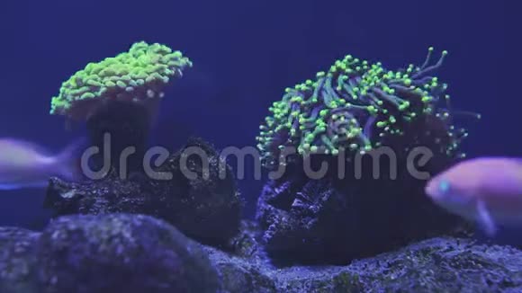 美丽的海洋花在水下世界与珊瑚和鱼海水花在鱼缸里移动视频的预览图