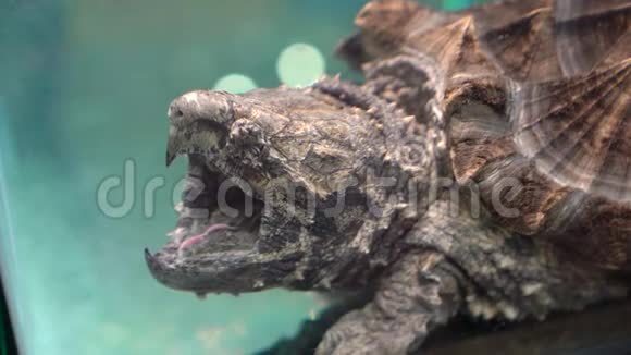 鳄鱼在博物馆的鱼缸里抓海龟慢镜头视频的预览图