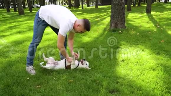 快乐狗主人在绿色草坪上按摩杰克罗素梗的腹部视频的预览图