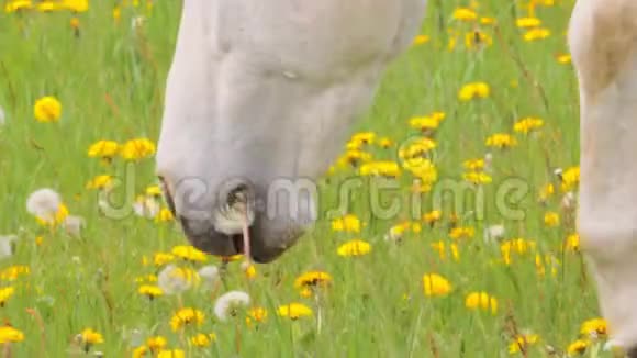 白马在牧场上用蒲公英放牧特写镜头视频的预览图