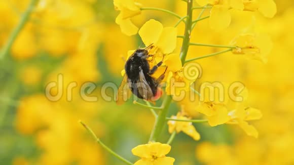 大黄蜂和盛开的黄色油菜花的特写视频的预览图