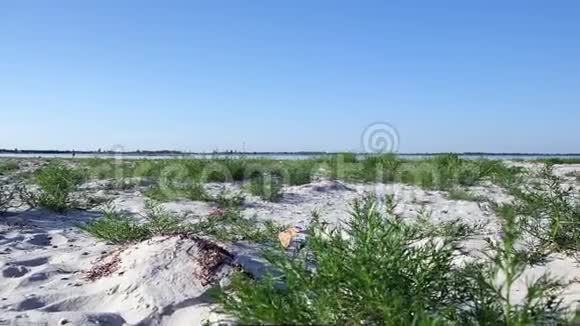 沙质海岸的黑海附近的拉祖诺村绿色生长的草视频的预览图