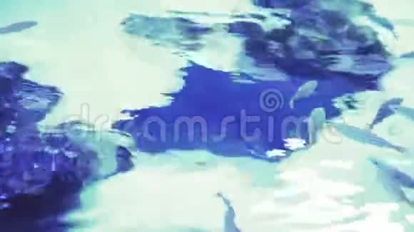在深蓝色的大海中漫步靠近一条鱼游泳参观鱼缸双鱼在水族馆里游泳一个池塘视频的预览图