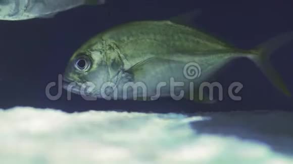 鼻烟飞镖牡蛎饼干鼻烟蓬帕诺学校一条正在游泳的鱼的特写镜头参观鱼缸双鱼座视频的预览图