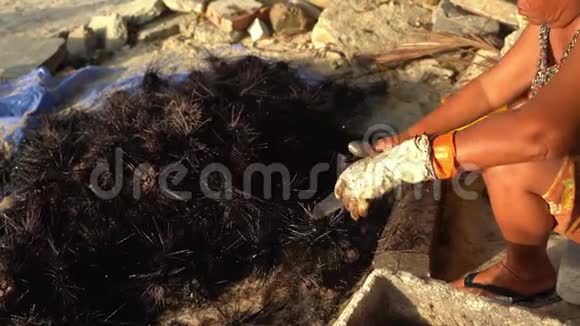 一个女人坐在岸上正在养一群海胆切一个海胆取出鱼子酱危险有毒视频的预览图