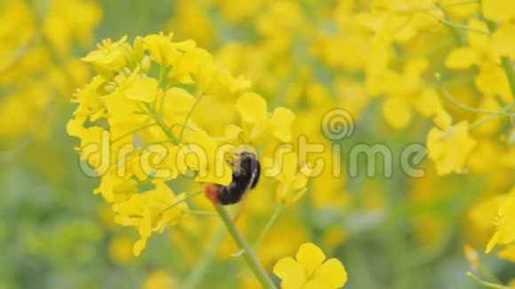 夏季用大黄蜂特写一只盛开的鲜黄油菜视频的预览图