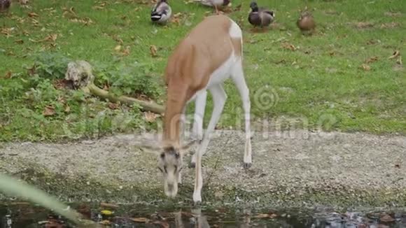 小羚羊从池塘里喝水视频的预览图