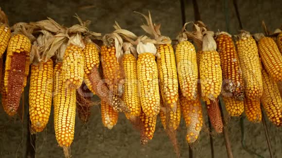 玉米干芯挂穗玉米成熟成熟新鲜植物农业田玉米粒挂旱干农场视频的预览图