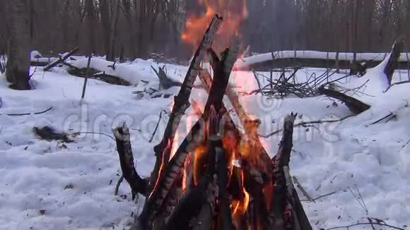 冬天森林的空地上着火了视频的预览图