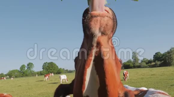 草地上的牛群特写镜头奶牛咀嚼树叶视频的预览图