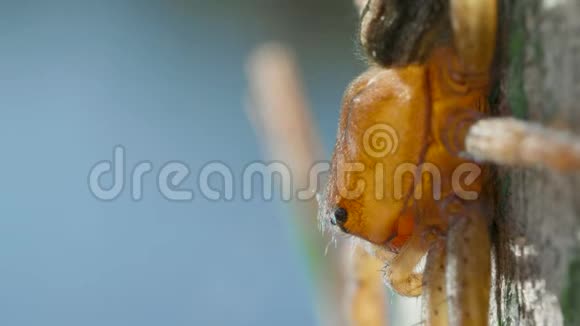 潜水铃蜘蛛近水面的阿格罗内塔水生动物视频的预览图