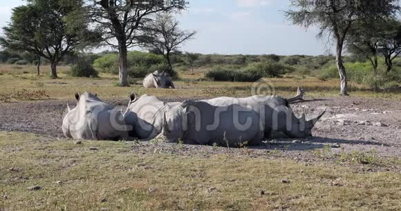 休息白犀牛博茨瓦纳非洲视频的预览图
