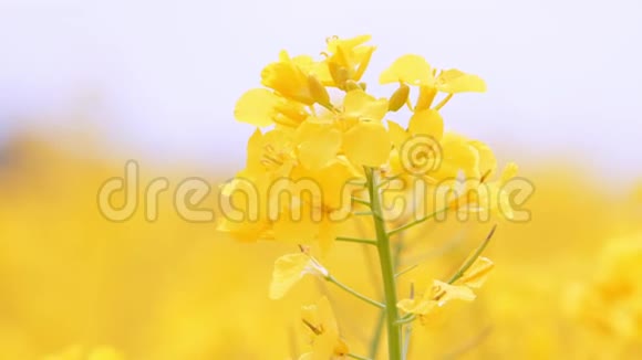 盛开着鲜艳的黄色油菜花油菜田油菜花视频的预览图