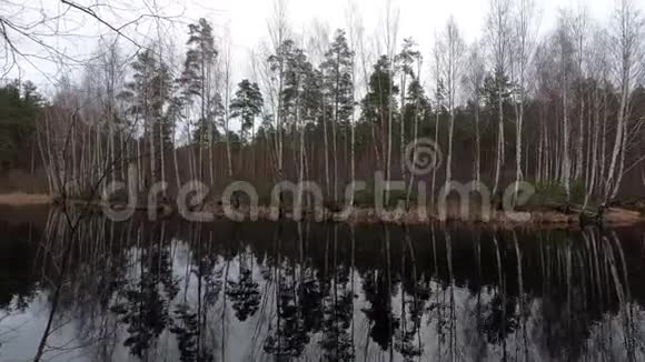拉脱维亚里加市有桦树和棕水的泥湖视频的预览图