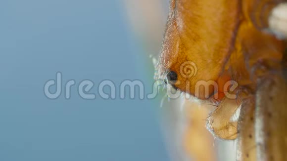 潜水铃蜘蛛近水面的阿格罗内塔水生动物视频的预览图